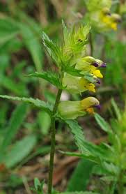Attēlu rezultāti vaicājumam “Rhinanthus serotinus fruit”