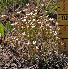 Attēlu rezultāti vaicājumam “Androsace septentrionalis”