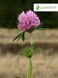 Attēlu rezultāti vaicājumam “Trifolium pratense flower”