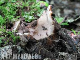 Attēlu rezultāti vaicājumam “Geopora arenicola”