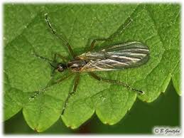 Attēlu rezultāti vaicājumam “Empididae”