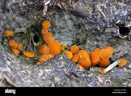 Attēlu rezultāti vaicājumam “Cheilymenia stercorea”