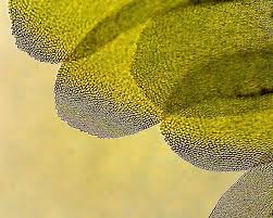 Attēlu rezultāti vaicājumam “Homalia trichomanoides sporophyte”