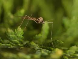 Attēlu rezultāti vaicājumam “Limoniidae”