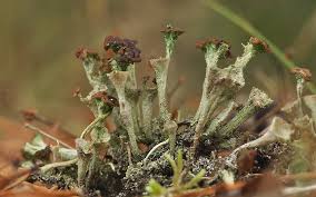 Attēlu rezultāti vaicājumam “Cladonia ramulosa”