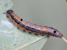 Attēlu rezultāti vaicājumam “Clostera curtula”