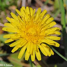 Attēlu rezultāti vaicājumam “Taraxacum suecicum leaf”