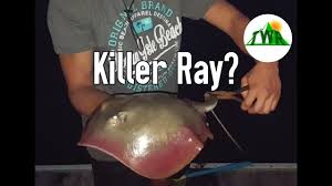 Image result for Hypanus sabinus