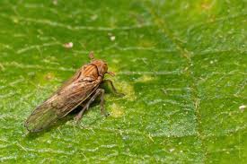 Attēlu rezultāti vaicājumam “Delphacidae”