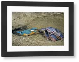 Attēlu rezultāti vaicājumam “Alcedo atthis nest”