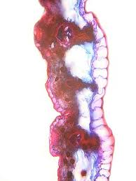 Attēlu rezultāti vaicājumam “Blysmus compressus leaf”