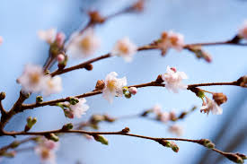 Attēlu rezultāti vaicājumam “Prunus cerasifera var. divaricata bud”