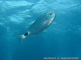 Image result for Oblada melanurus