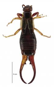 Attēlu rezultāti vaicājumam “Forficula auricularia”