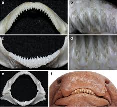 Image result for Ginglymostoma unami