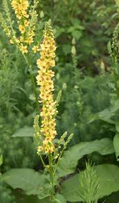 Image result for Königskerzen