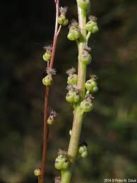 Attēlu rezultāti vaicājumam “Triglochin maritimum flower”