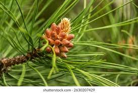 Attēlu rezultāti vaicājumam “Pinus sylvestris fruit”