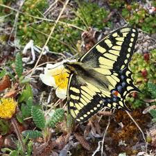 Attēlu rezultāti vaicājumam “Papilio machaon upperside”