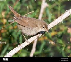 Attēlu rezultāti vaicājumam “Acrocephalus dumetorum”