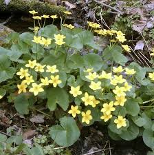 Attēlu rezultāti vaicājumam “Caltha palustris flower”