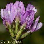 Attēlu rezultāti vaicājumam “Astragalus danicus fruit”