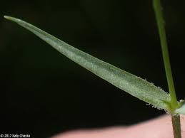 Attēlu rezultāti vaicājumam “Stellaria longifolia leaf”
