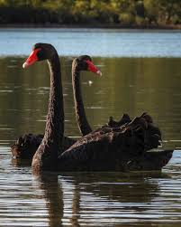 Image result for Sussex Swans