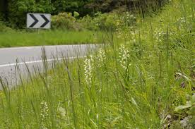Attēlu rezultāti vaicājumam “Cephalanthera longifolia”
