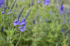 Attēlu rezultāti vaicājumam “Veronica austriaca subsp. teucrium flower”