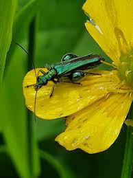 Attēlu rezultāti vaicājumam “Hylecoetus dermestoides male”