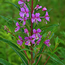 Attēlu rezultāti vaicājumam “Epilobium angustifolium flower”