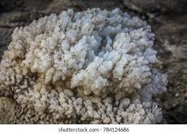 Attēlu rezultāti vaicājumam “Lindbladia tubulina”