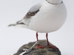 Image result for Rhodostethia rosea