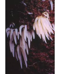 Attēlu rezultāti vaicājumam “Mucronella bresadolae”