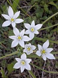 Attēlu rezultāti vaicājumam “Ornithogalum umbellatum flower”