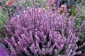 Attēlu rezultāti vaicājumam “Calluna vulgaris flower”