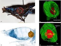 Attēlu rezultāti vaicājumam “Tettigoniodea”