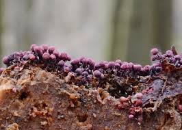 Attēlu rezultāti vaicājumam “Cribraria purpurea macro”