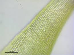 Attēlu rezultāti vaicājumam “Campylium protensum”