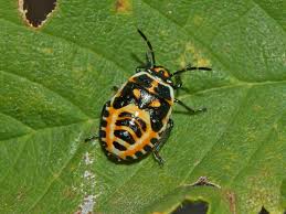 Attēlu rezultāti vaicājumam “Eurydema oleracea”