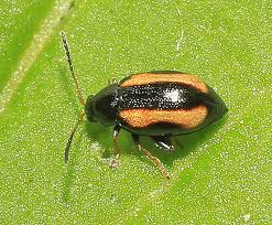 Attēlu rezultāti vaicājumam “Phyllotreta sp.”