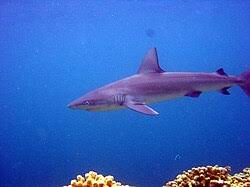 Image result for Carcharhinus galapagensis