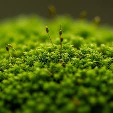 Attēlu rezultāti vaicājumam “Bryum neodamense macro”