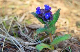 Attēlu rezultāti vaicājumam “Pulmonaria angustifolia flower”