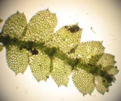 Attēlu rezultāti vaicājumam “Calypogeia neesiana”