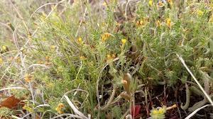 Attēlu rezultāti vaicājumam “Blysmus compressus flower”