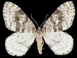 Attēlu rezultāti vaicājumam “Epirrita sp.”