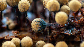 Attēlu rezultāti vaicājumam “Cribraria macrocarpa”