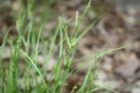 Attēlu rezultāti vaicājumam “Carex remota fruit”